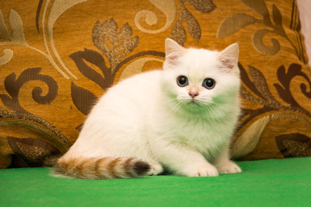 Golden point a British kitten with blue eyes stock photo
