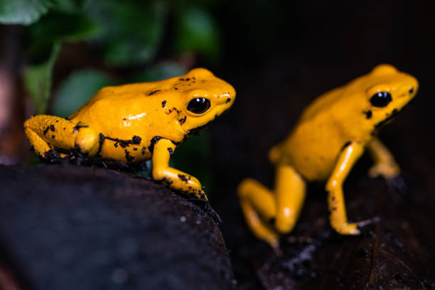 Golden poison frogs in between leaves stock photo