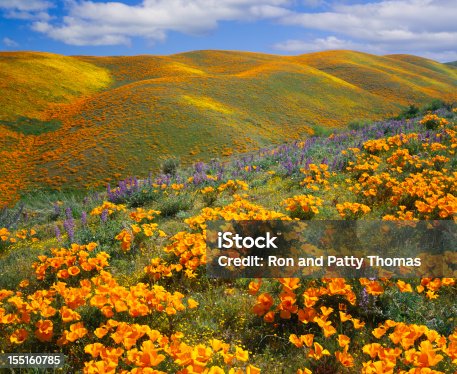 istock Golden poppies on a field next to hills in California 155160785