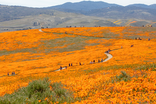 The interplay of clouds and light make this a constantly changing tapestry of poppies, mustard, phacelia, and lupine near Lake Elsinore in Southern California