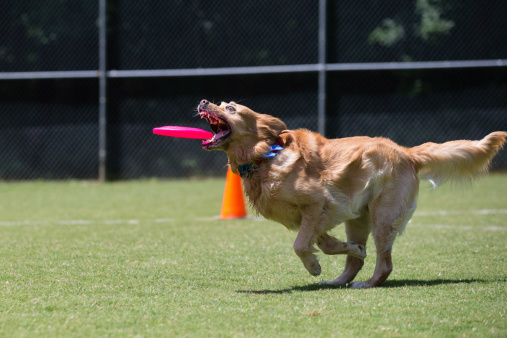 Golden Retriever About To Catch A Frisbee Disc Stock Photo ...