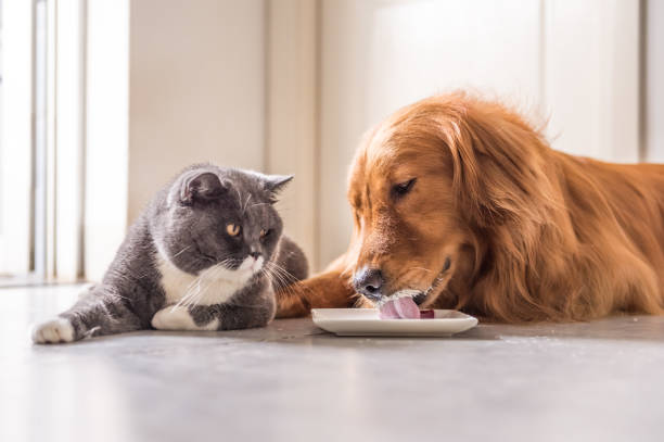 Golden Retriever and British cat lying on the floor to eat stock photo