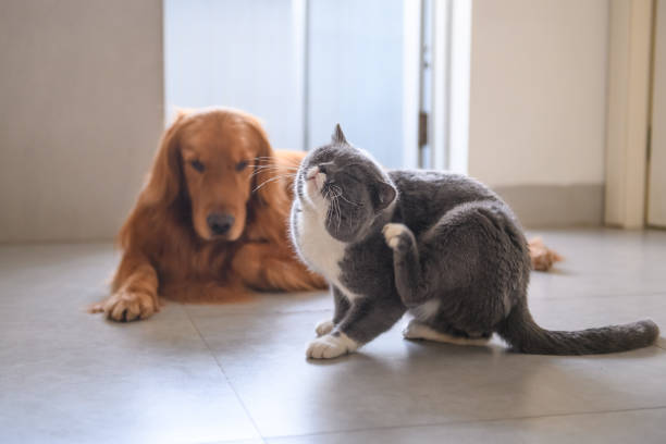 Golden retriever and British short hair cat Golden retriever and British short hair cat scratching stock pictures, royalty-free photos & images