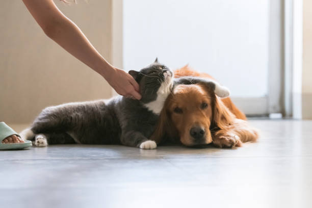 Golden Retriever and British Shorthair are friendly stock photo