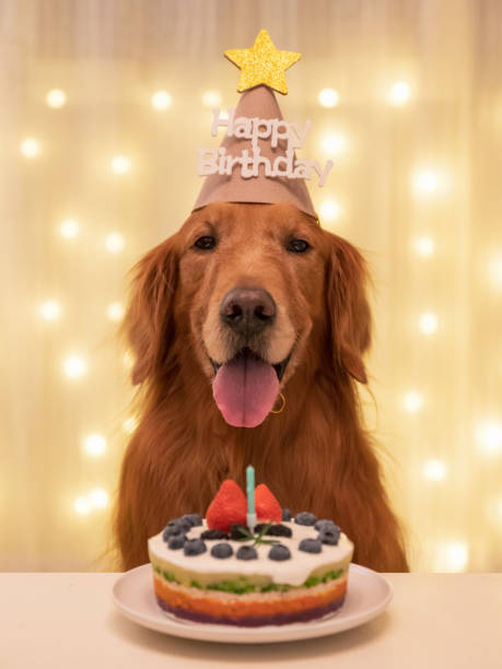 Golden Retriever and cake, celebrating birthday stock photo