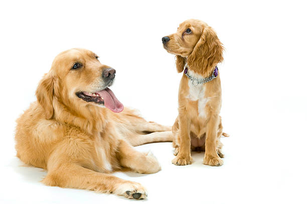 Golden Retriever and Cocker Spaniel Together Two dogs in the studio together golden cocker retriever puppies stock pictures, royalty-free photos & images