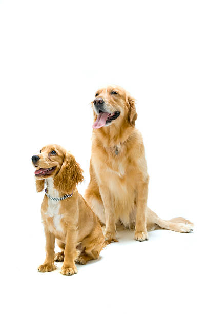 Golden Retriever and Cocker Spaniel Together Two dogs in the studio together golden cocker retriever puppies stock pictures, royalty-free photos & images
