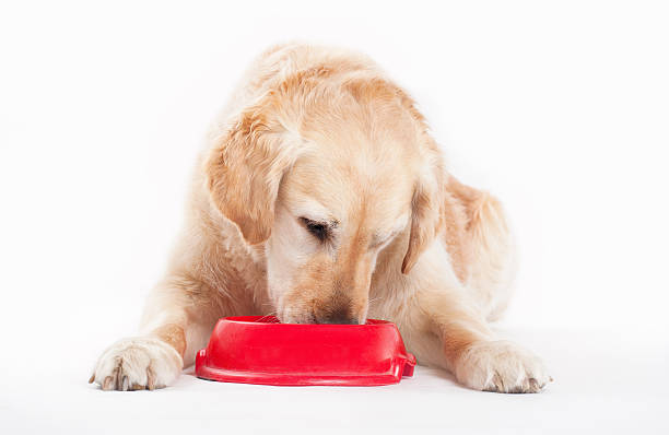 Golden Retriever and dog food stock photo