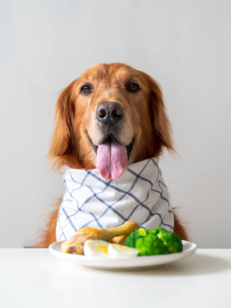 Golden Retriever and food on the table stock photo