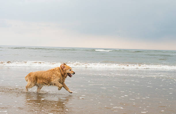 Golden retriever at the beach stock photo
