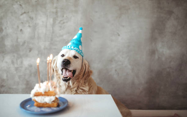 Golden retriever celebrating his birthday with birthday cake and candles, wearing party hat