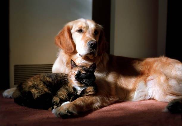 Golden Retriever dog and a tortoiseshell cat stock photo