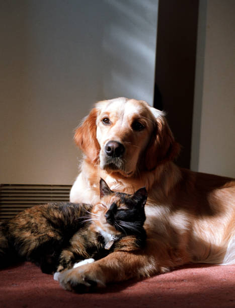Golden Retriever dog and a tortoiseshell cat stock photo