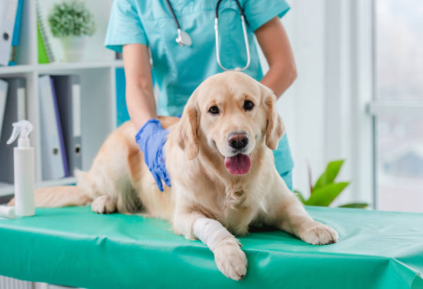 Golden retriever dog examination in veterinary clinic stock photo