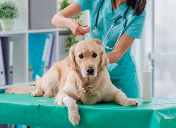 Golden retriever dog in veterinary clinic stock photo