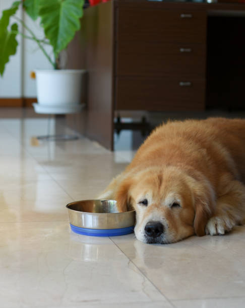 Golden Retriever Dog Lying on the Floor with a bowl waiting for a meal stock photo