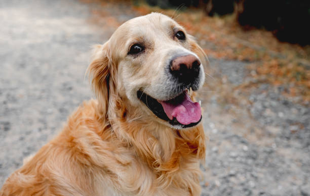 Golden retriever dog outdoors stock photo