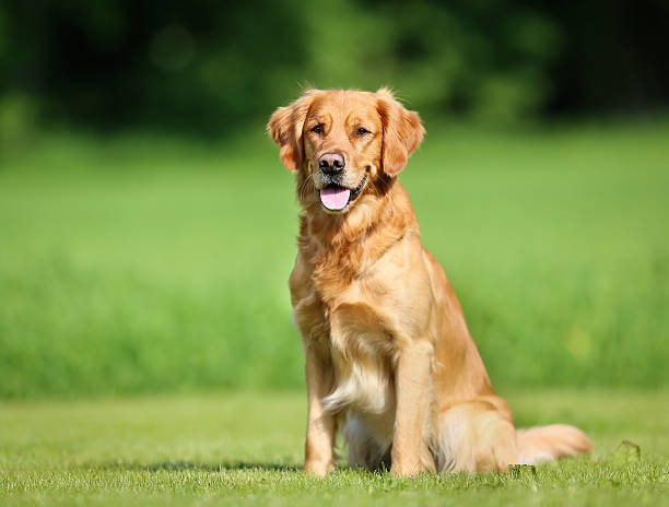 Golden retriever dog stock photo