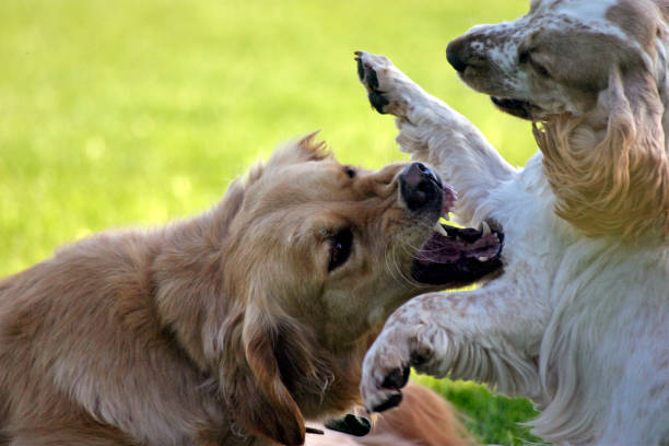 Golden Retriever dog play fighting with a cocker spaniel Golden Retriever dog play fighting with a cocker spaniel golden cocker retriever puppies stock pictures, royalty-free photos & images