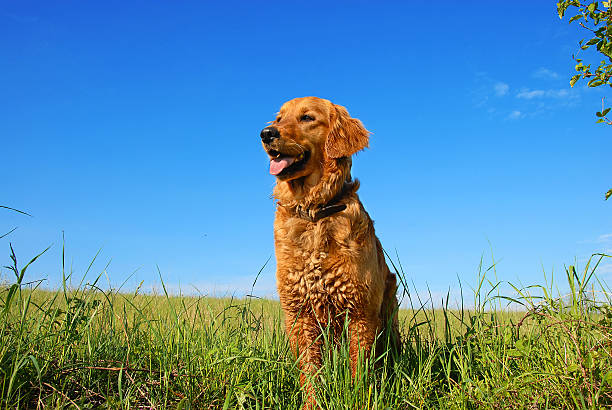 Golden retriever dog portrait stock photo