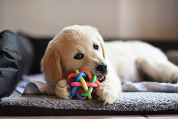 Golden retriever dog puppy playing with toy Golden retriever dog puppy playing with toy while lying on den puppy stock pictures, royalty-free photos & images