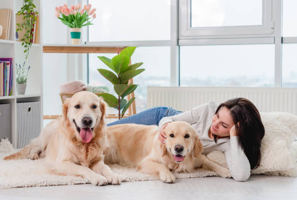 Golden retriever dogs next to girl stock photo
