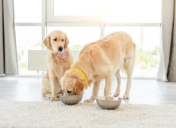 Golden retriever eating from another dog's bowl stock photo
