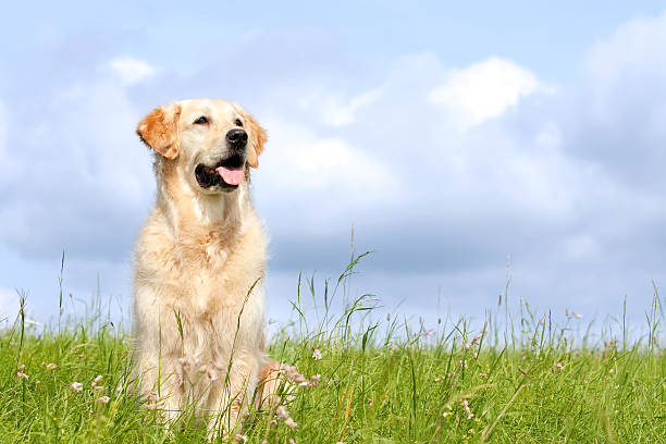 Golden retriever in a field with a cloudy sky stock photo
