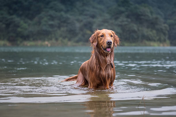 golden retriever in the river stock photo