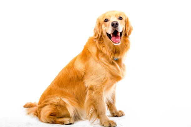 Golden retriever in white background Golden retriever in white background golden cocker retriever puppies stock pictures, royalty-free photos & images