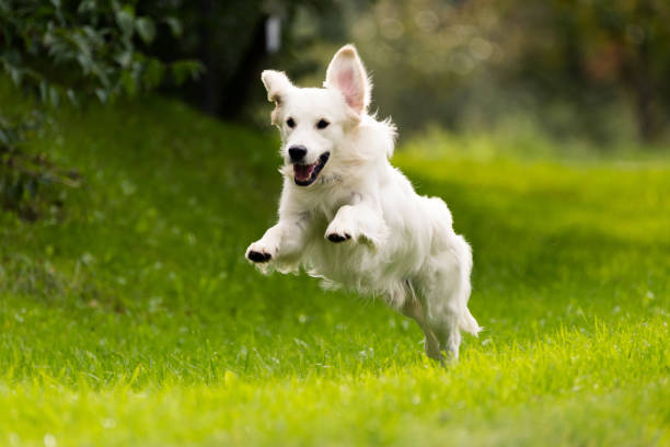 41,129 Dog Jumping Stock Photos, Pictures & Royalty-Free Images - iStock