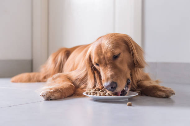Golden Retriever, lay on the floor to eat dog food stock photo