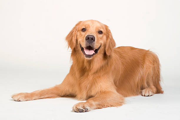 Golden Retriever laying down "golden retriever laying down and smiling, looking at the camera with a white background" golden retriever stock pictures, royalty-free photos & images