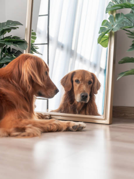 Golden Retriever lying in front of the mirror stock photo