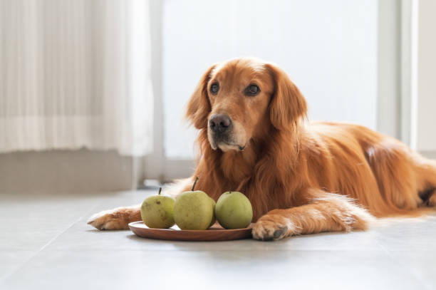Golden Retriever lying on the floor with a plate of pears in front of him stock photo