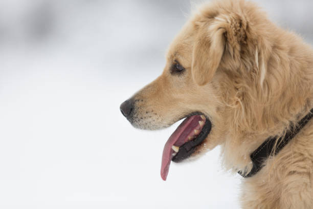 Golden Retriever Mix Dog Looking With His Tongue Out stock photo