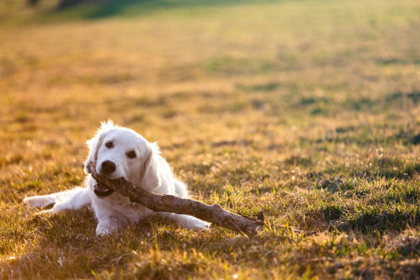 Golden Retriever Playing on Feld with Stick stock photo