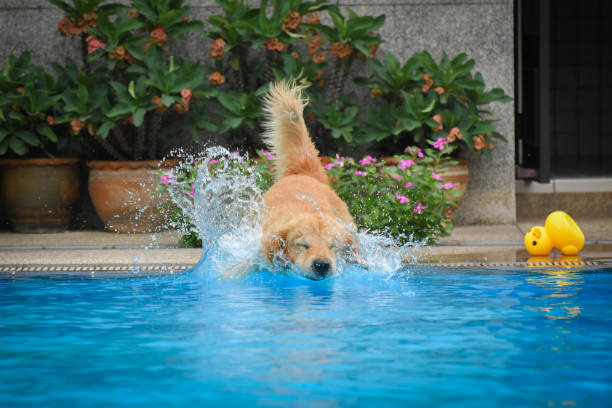 Golden Retriever Puppy Exercise in Swimming Pool stock photo