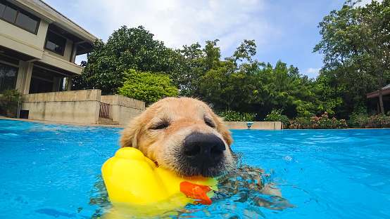Golden Retriever Puppy Exercises In Swimming Pool Stock Photo ...