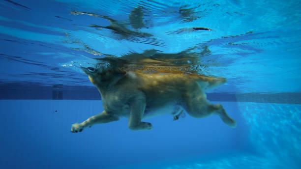 Golden Retriever Puppy Exercises in Swimming Pool (Underwater View) stock photo