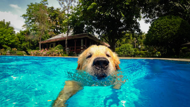 Golden Retriever Puppy Exercises in Swimming Pool (Underwater View) stock photo