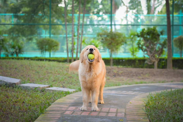 Golden Retriever Puppy Holding Tennis Ball in the Mouth stock photo