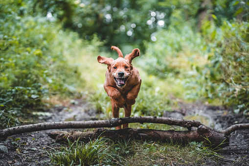 Puppy jumping over logs and sticks in a field forest