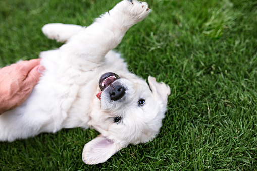 A cute portrait of a young White Golden Retriever dog on green grass.  A hand reaches down to stroke the little dogs fur. \nHorizontal with copy space.