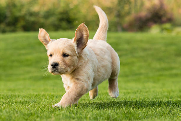 Golden Retriever Puppy Golden Retriever Puppy running on grass towards the camera puppy stock pictures, royalty-free photos & images