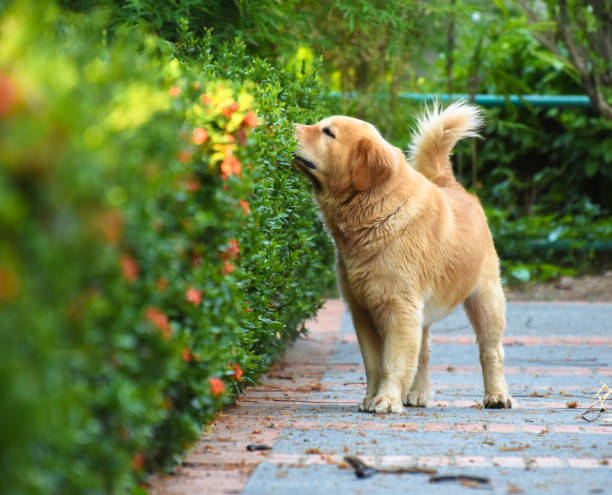 Golden Retriever Puppy (Dog) Running Happily outdoor stock photo