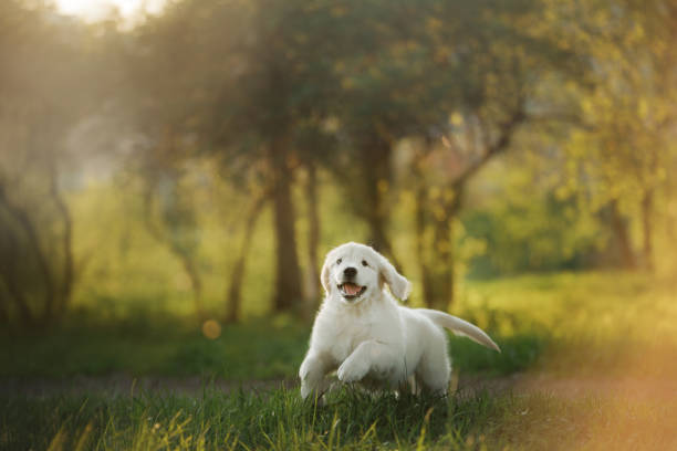 Golden Retriever puppy runs on grass and plays. stock photo