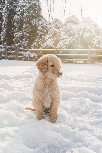 Golden Retriever Puppy Sitting In The Snow 9 Weeks Old Stock Photo