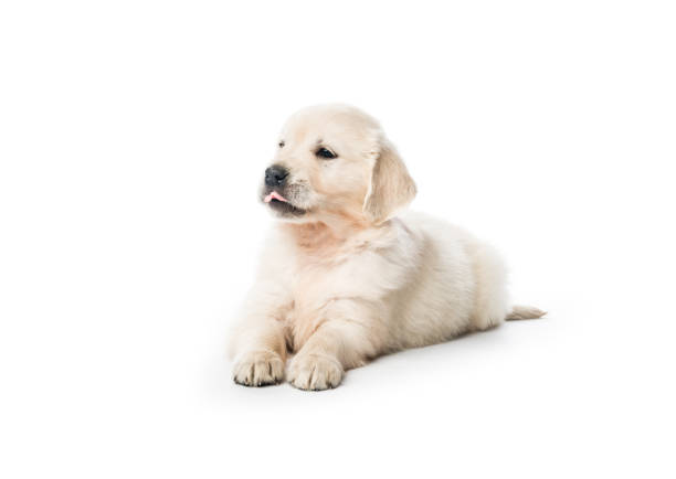 Labrador Puppy Pictures Hindi/iStock