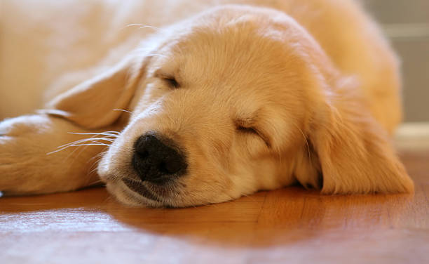 Golden retriever puppy sleeping on the wooden floor stock photo